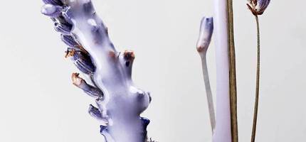 Conditioner Ingredients and Fragrances