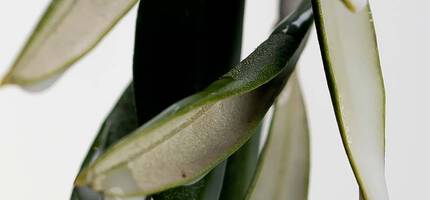 Conditioner Ingredients and Fragrances