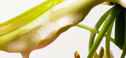 Conditioner Ingredients and Fragrances