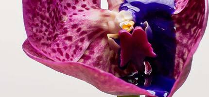 Conditioner Ingredients and Fragrances